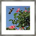 Hummingbird And Roses Framed Print