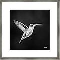 Hummingbird Flyby Square Framed Print
