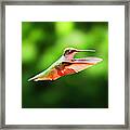 Hummingbird Flying Framed Print