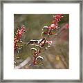 Hummingbird Flying To Red Yucca 1 In 3 Framed Print