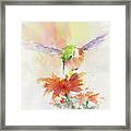 Hummingbird Hover Framed Print