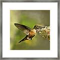 Hummingbird In Flight Drinking From Framed Print