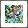 Hummingbird In The Jewelweed Framed Print
