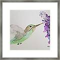 Hummingbird On Buddleia Framed Print