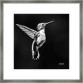 Hummingbird Wings Up Square Bw Framed Print
