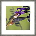 Hummingbird With Purple Framed Print