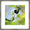 Hummingbirds Ensuing Battle Framed Print