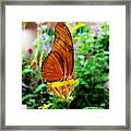 Hungry Orange Butterfly Framed Print