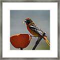 Hungry Oriole Framed Print