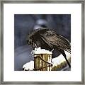 Hungry Rook In The Winter Framed Print