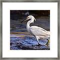 Hunting Snowy Egret Framed Print