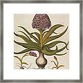 Hyacinthus Stellatus Framed Print