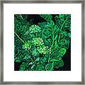 Hydrangea And Horseradish Framed Print