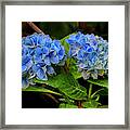 Hydrangea In Bloom Framed Print