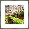 Hydroponic Vegetable In A Garden Framed Print