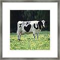 I Love You Cow Framed Print