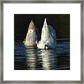 Icebergs ? Framed Print