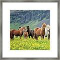 Icelandic Horses Vii Framed Print