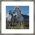 Iconic American Stallion Framed Print