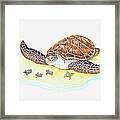 Illustration Of Sea Turtle With Babies Framed Print