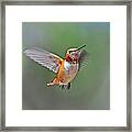 Immature Male Rufous Hummingbird Framed Print