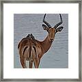 Impala With Oxpeckers Framed Print