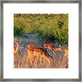 Impalas Of Botswana, Painterly Framed Print