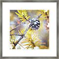 In The Pines Framed Print