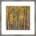 In The Thick Of Aspen Framed Print