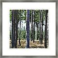 In The Woods Framed Print