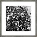 Indian Extracting Pulque, Mexico, 19th Framed Print