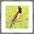 Indian Paradise Flycatcher Tropical Bird Framed Print