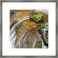 Indian Rubarb In Cascade Creek Framed Print