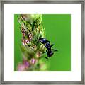 Macro Photography - Ant Framed Print