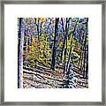 Into The Woods #1 Framed Print