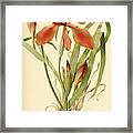 Iris Cuprea Copper Iris. Framed Print