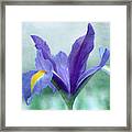 Iris On Blue Framed Print