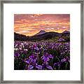 Iris Framed Print