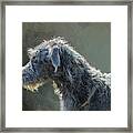 Irish Wolfhound In Profile Framed Print