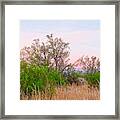 Ironwood Trees After Sundown Framed Print