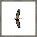Isolated Great Blue Heron 2018-1 Framed Print