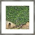 Ivy On A Wall Of Villa Cimbrone, Ravello Framed Print