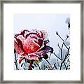 Jack Frost Framed Print