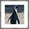 Jackass Penguin Framed Print