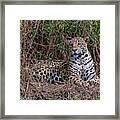 Jaguar 418 Framed Print