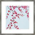 Japanese Cherry Blossom Framed Print