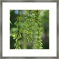 Japanese Maple Seed Strands Framed Print