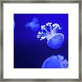 Jelly Fish At The Oceanographic Museum Of Monaco Jacques Cousteau Museum Framed Print