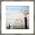 Jersey Gull Framed Print