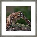 Jumping Around Framed Print